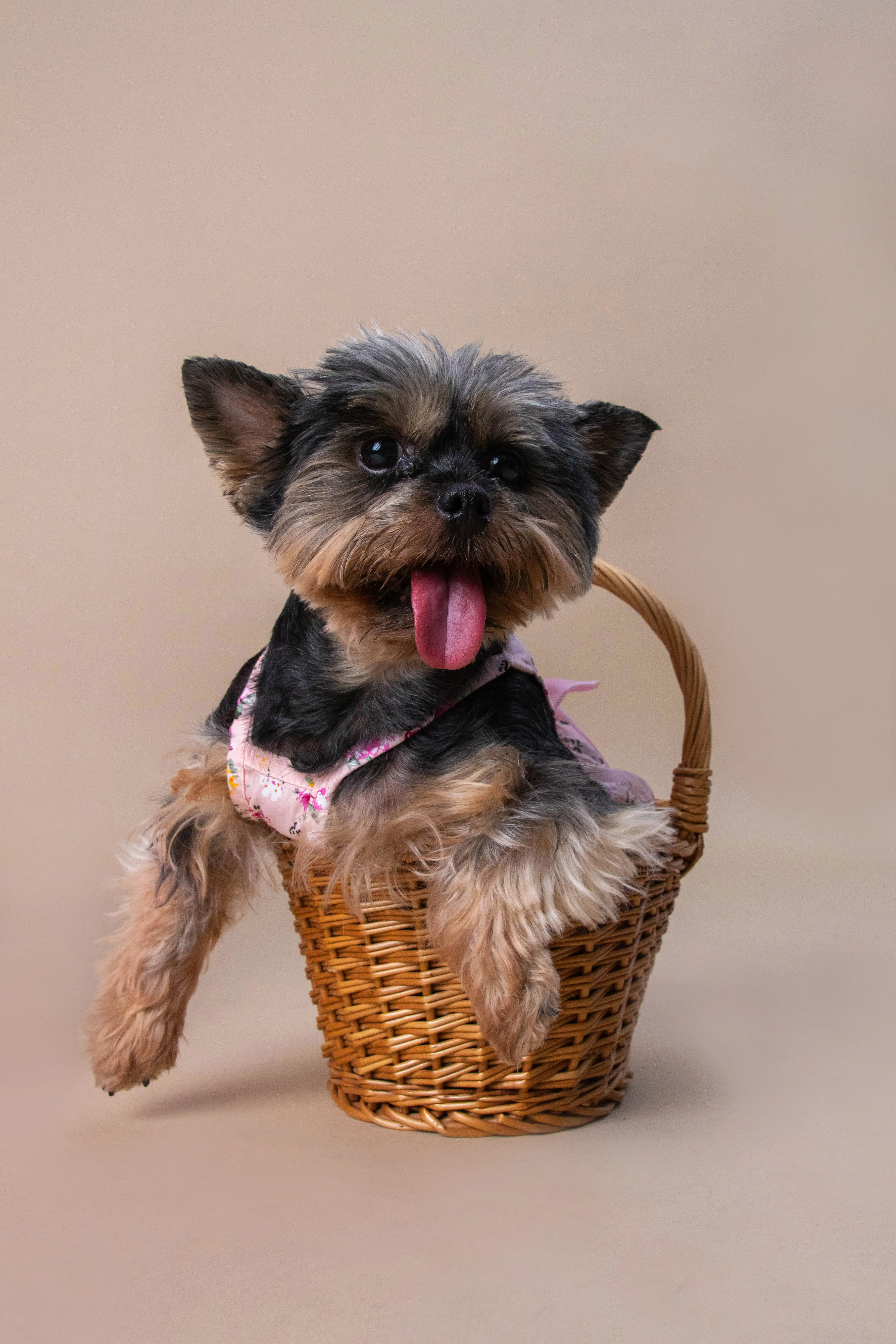 Kisállat fotózás – gazdival közös portré